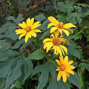 Kipait (Tithonia diversifolia)