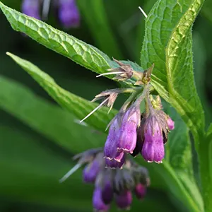 Kompring (Symphytum officinale)