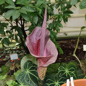 Konnyaku (Amorphophallus konjac)