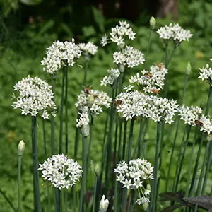 Kucai (Allium tuberosum)