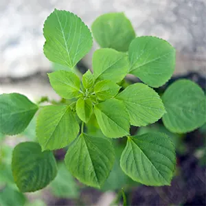 Kucing Galak (Acalypha indica)