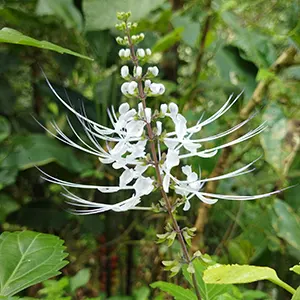 Kumis Kucing (Orthosiphon aristatus)