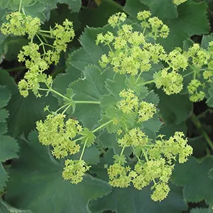 Lady's Mantle (Alchemilla mollis)