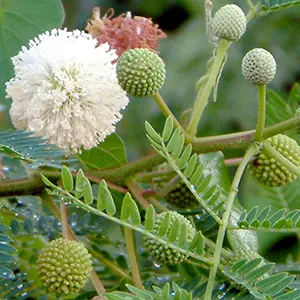 Lamtoro (Leucaena leucocephala)