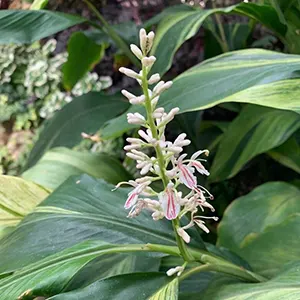 Lengkuas Kecil (Alpinia officinarum)