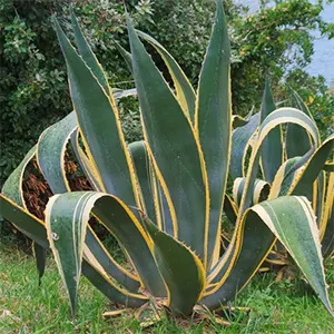 Lidah Naga Amerika (Agave americana)