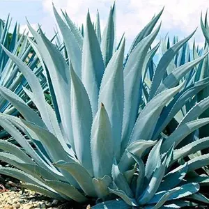 Lidah Naga Biru (Agave tequilana)