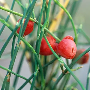 Ma Huang (Ephedra sinica)