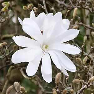 Magnolia Bintang (Magnolia stellata)