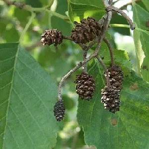 Mahau Hitam (Alnus glutinosa)