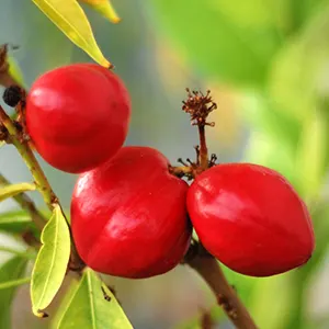 Mahkota Dewa (Phaleria macrocarpa)