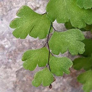 Maidenhair Fern