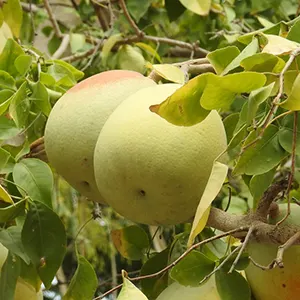 Maja (Aegle marmelos)