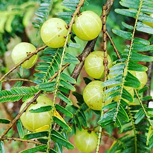 Malaka (Phyllanthus emblica)