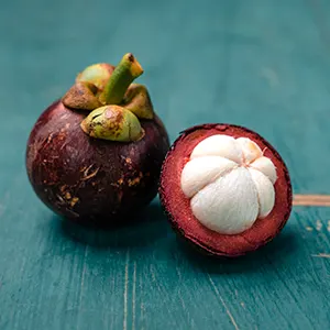 Manggis (Garcinia mangostana)