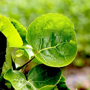 Mangkokan (Polyscias scutellaria)