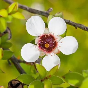 Manuka (Leptospermum scoparium)