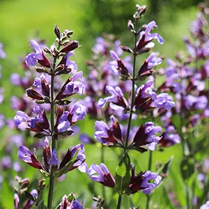 Marmia (Salvia officinalis)