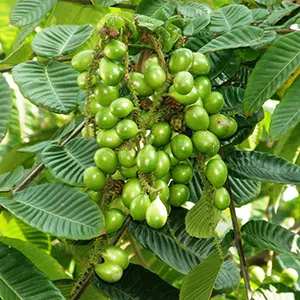 Matoa (Pometia pinnata)