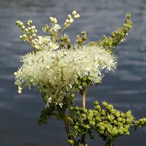 Meadowsweet (Filipendula ulmaria)