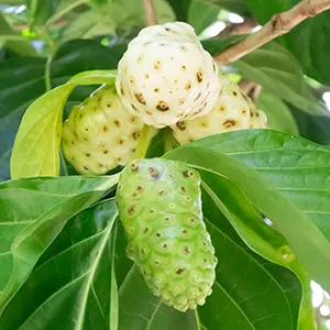 Mengkudu (Morinda citrifolia)