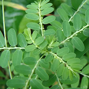 Meniran Hijau (Phyllanthus niruri)