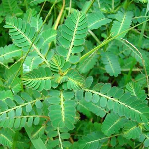 Meniran (Phyllanthus urinaria)