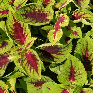 Miana (Coleus scutellarioides)