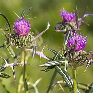 Milk Thistle (Silybum marianum)