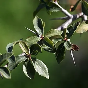 Myrrh (Commiphora myrrha)