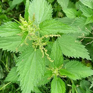 Nettle (Urtica dioica)