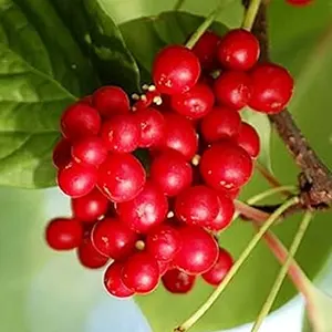 Omija (Schisandra chinensis)