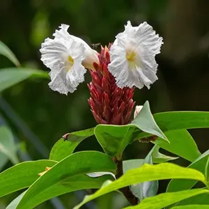 Pacing Tawar (Cheilocostus speciosus)