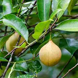 Pala (Myristica fragrans)