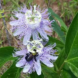 Passionflower (Passiflora incarnata)