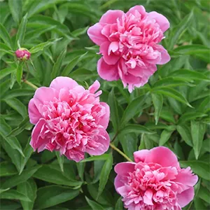 Peoni China (Paeonia lactiflora)