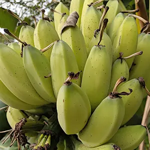 Pisang Batu (Musa balbisiana)