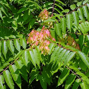 Pohon Surga (Ailanthus altissima)