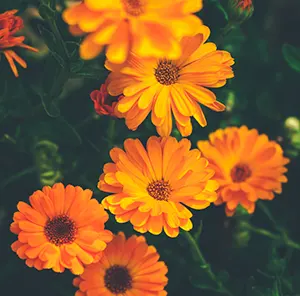 Pot Marigold (Calendula officinalis)