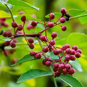 Prickly Ash (Zanthoxylum americanum)