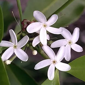 Pronojiwo (Kopsia arborea)