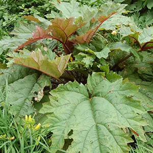 Rhubarb China