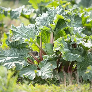 Rhubarb (Rheum rhabarbarum)