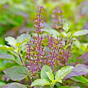 Ruku-ruku (Ocimum tenuiflorum)