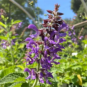 Sage Merah (Salvia miltiorrhiza)