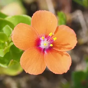 Scarlet Pimpernel (Anagallis arvensis)