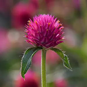 Semanggi Merah (Trifolium pratense)