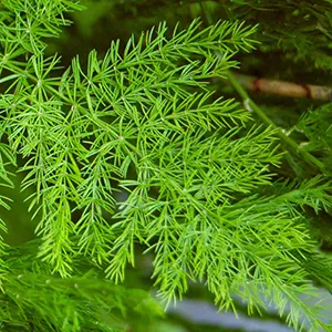 Shatavari (Asparagus racemosus)