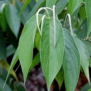 Sirih Hutan (Piper aduncum)