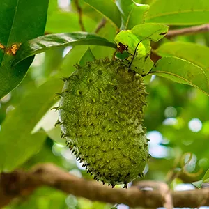 Sirsak (Annona muricata)